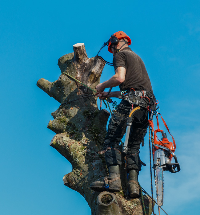 Ironman Stump Grinding LLC Tree Expert