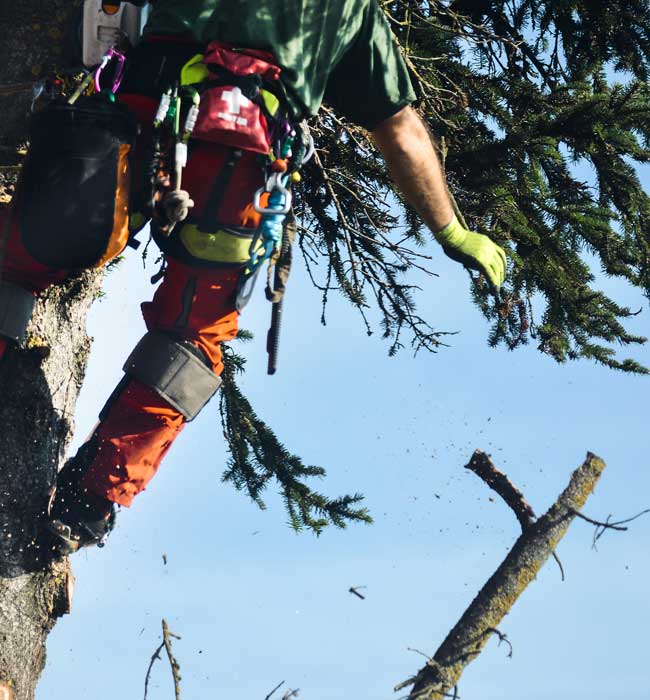 Ironman Stump Grinding LLC Tree Expert